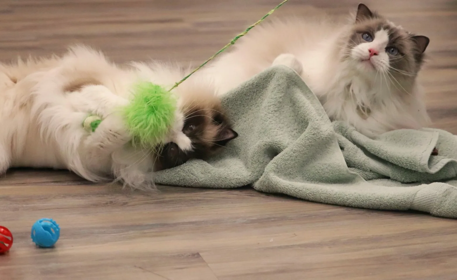 Fluffy cats playing